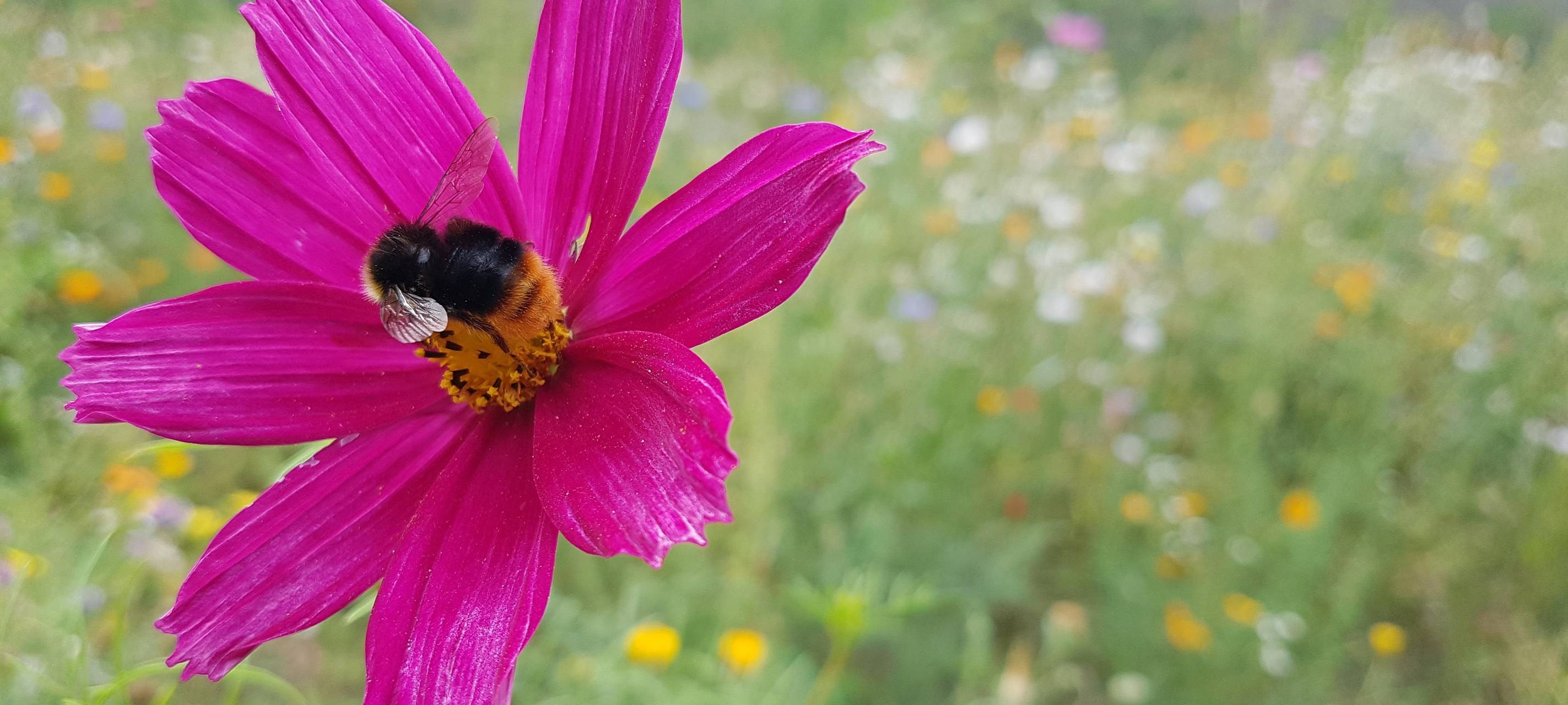 Herne ist beim Gartentag dabei