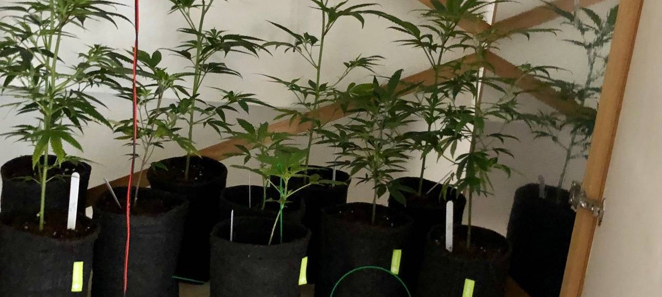 Zoll deckt Cannabis-Plantagen in Herne auf