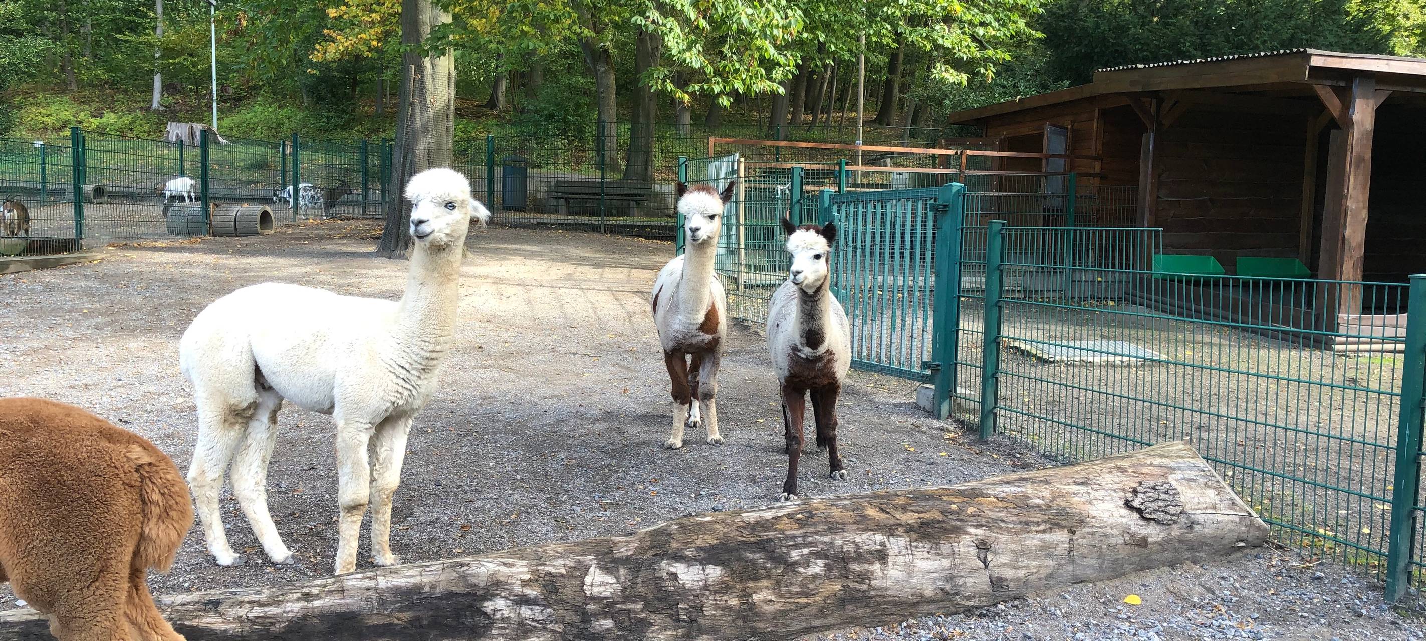 Stadt investiert in Tierpark