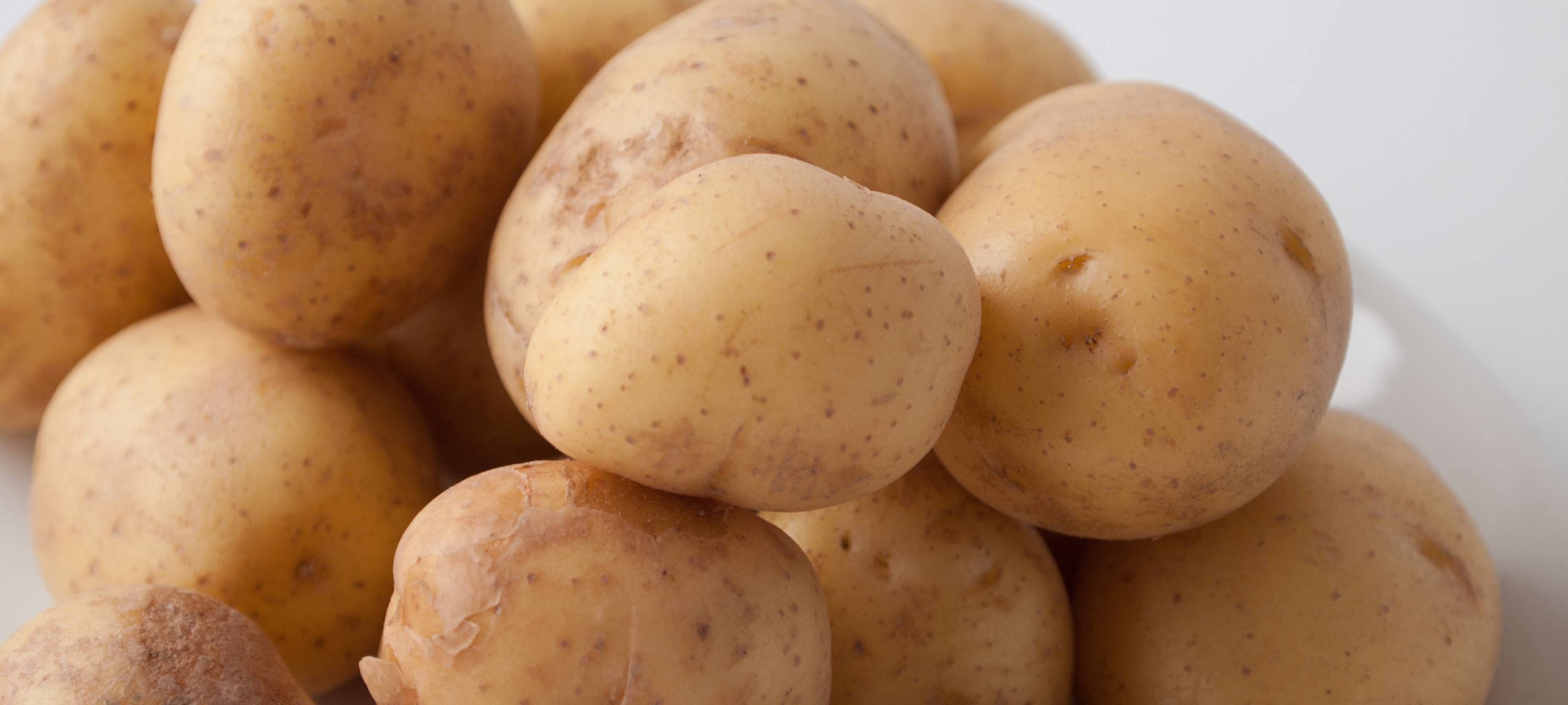 Kartoffelernte in Gefahr