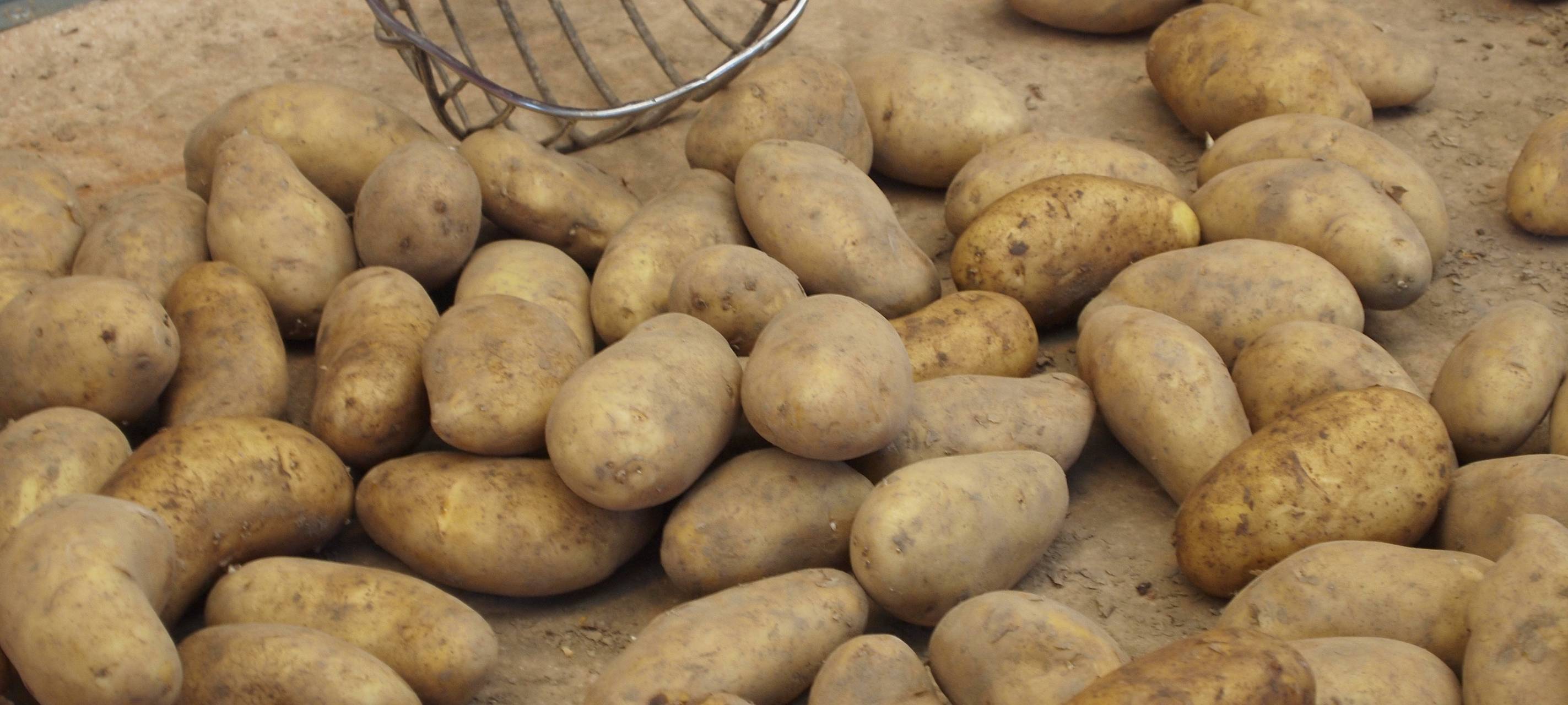 Bald Mietgärten in Eickel ?