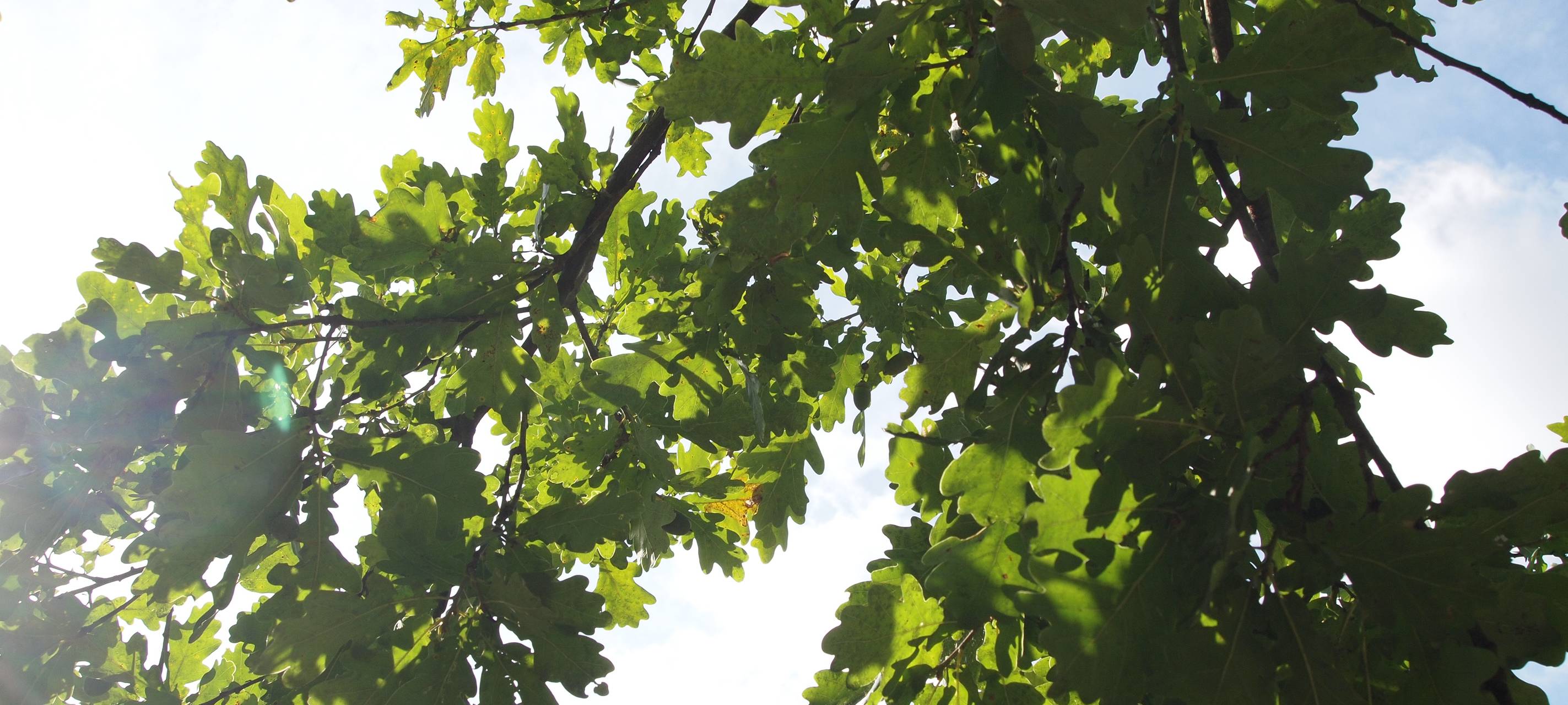 "Robin Gut Stiftung" will eine Million Bäume pflanzen