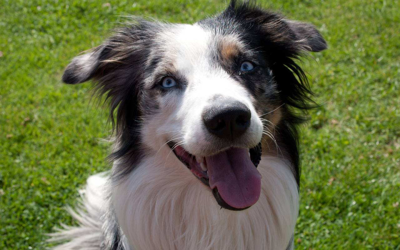 tierheim wanne bereitet sich auf silvesternacht vor radio herne