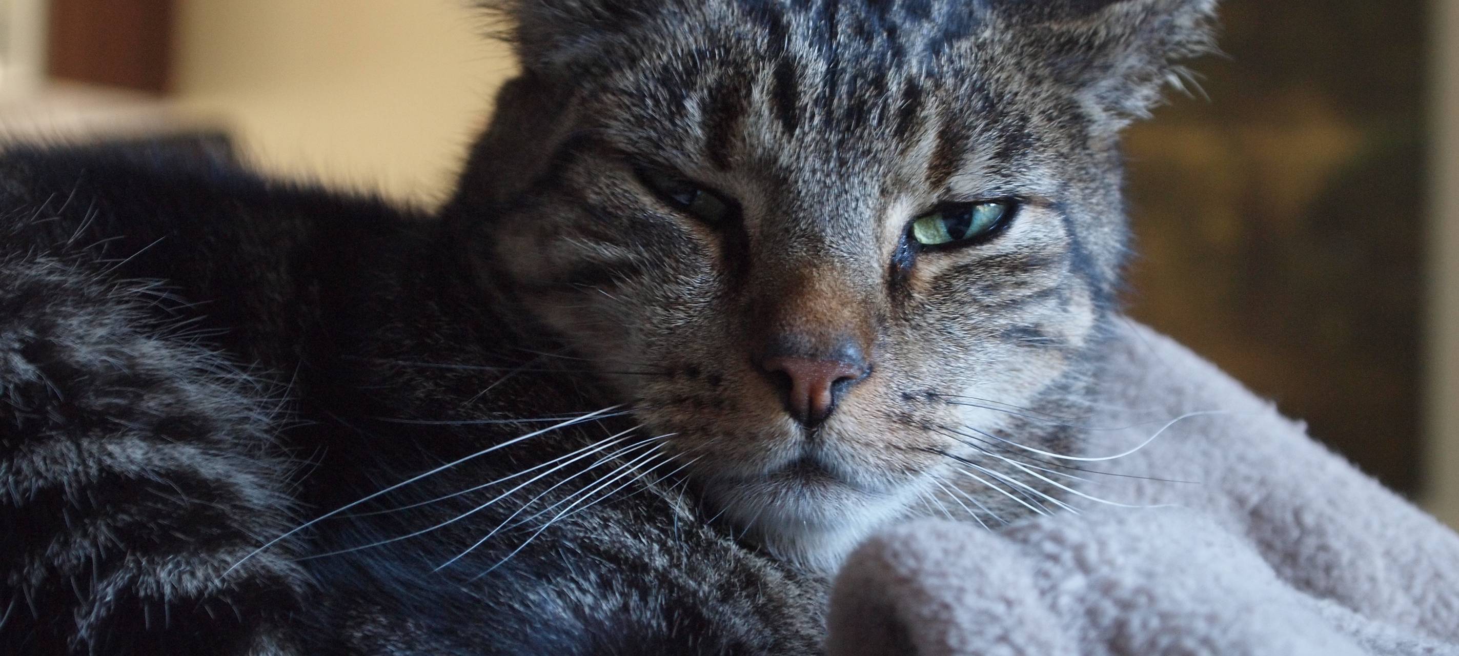 Katzen-Kurs in der VHS