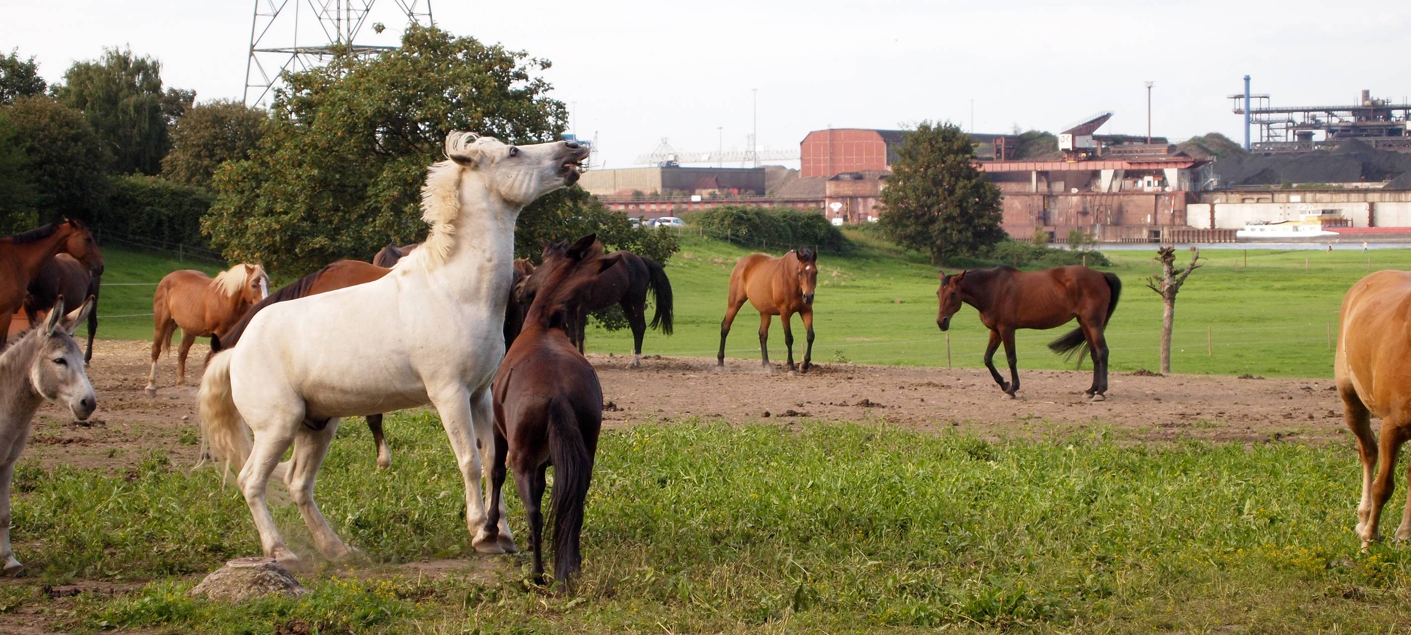 Herner Tierärzte sorgen sich um Tiere in der Silvesternacht