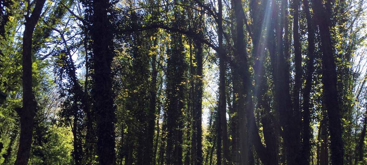 Warnung vor Waldbränden