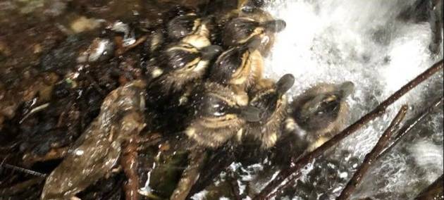 Polizei rettet Entenfamilie