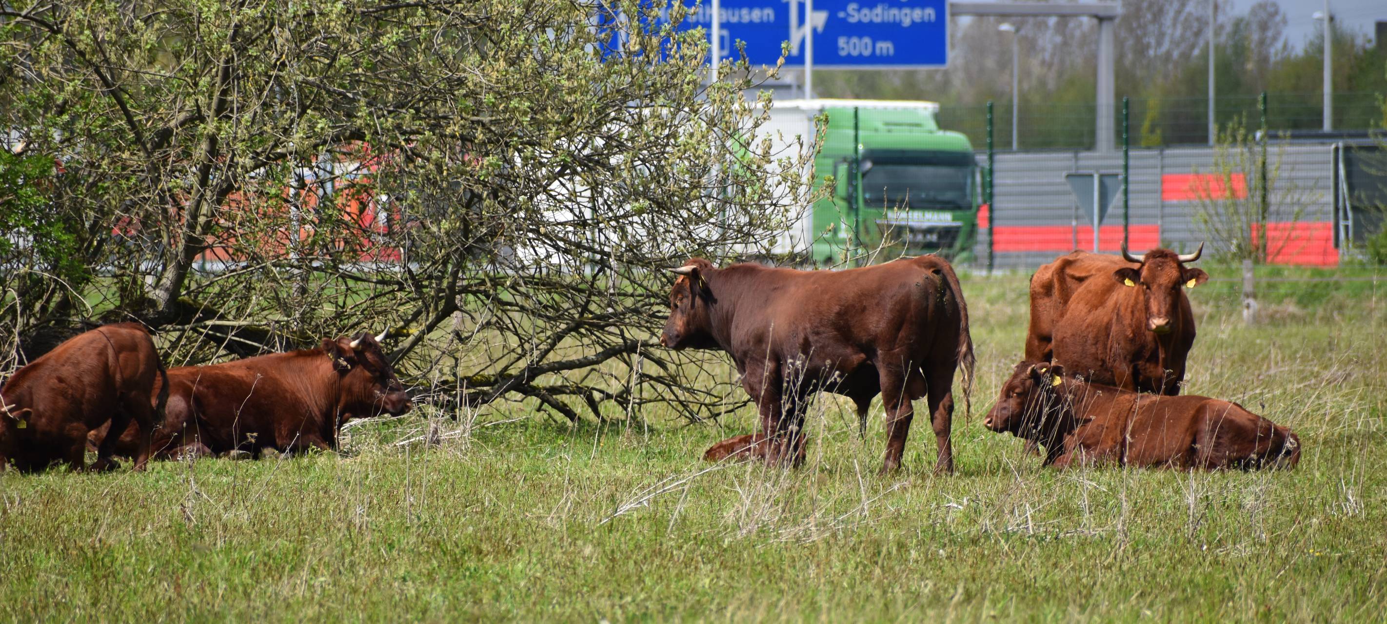 Positive "Rinder-Bilanz"