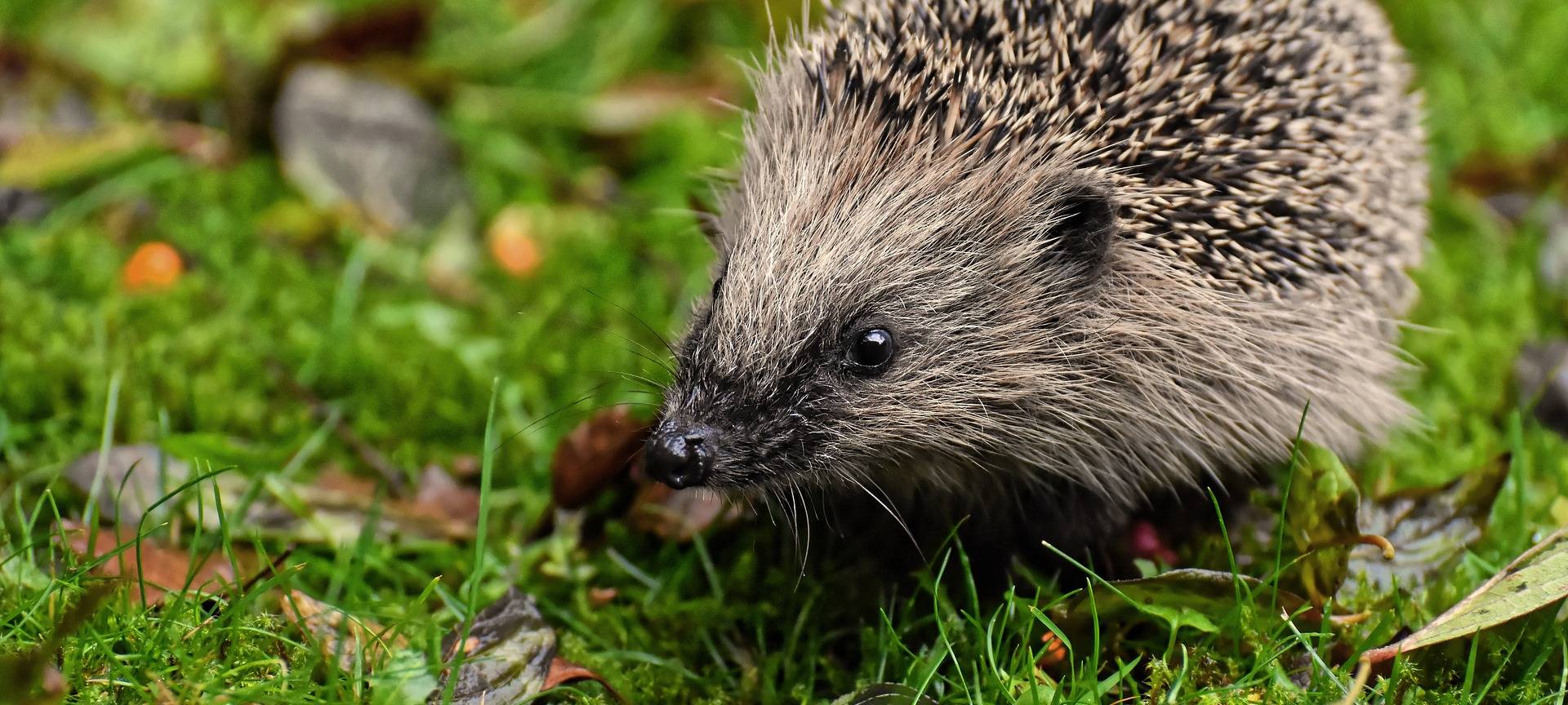 BUND meldet viele verletzte Igel im Herbst