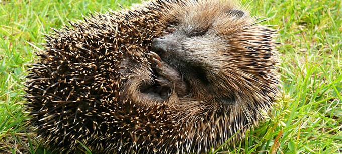 NABU ruft zum Schutz von Igeln auf