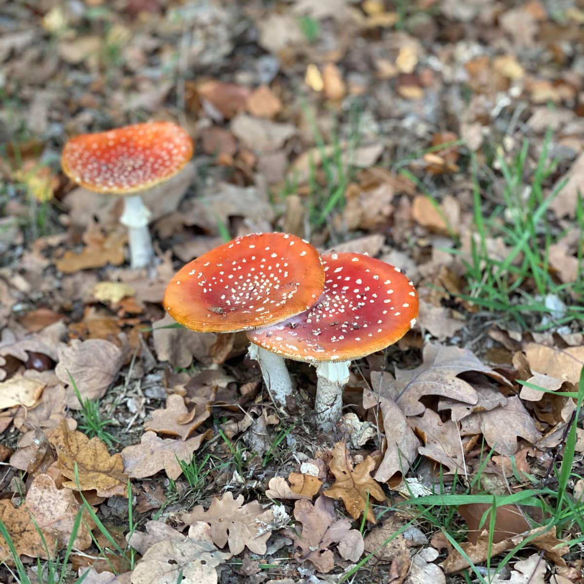 Spriesen Nasses Wetter lässt Pilze sprießen - Waldsterben schmälert Bestände ...