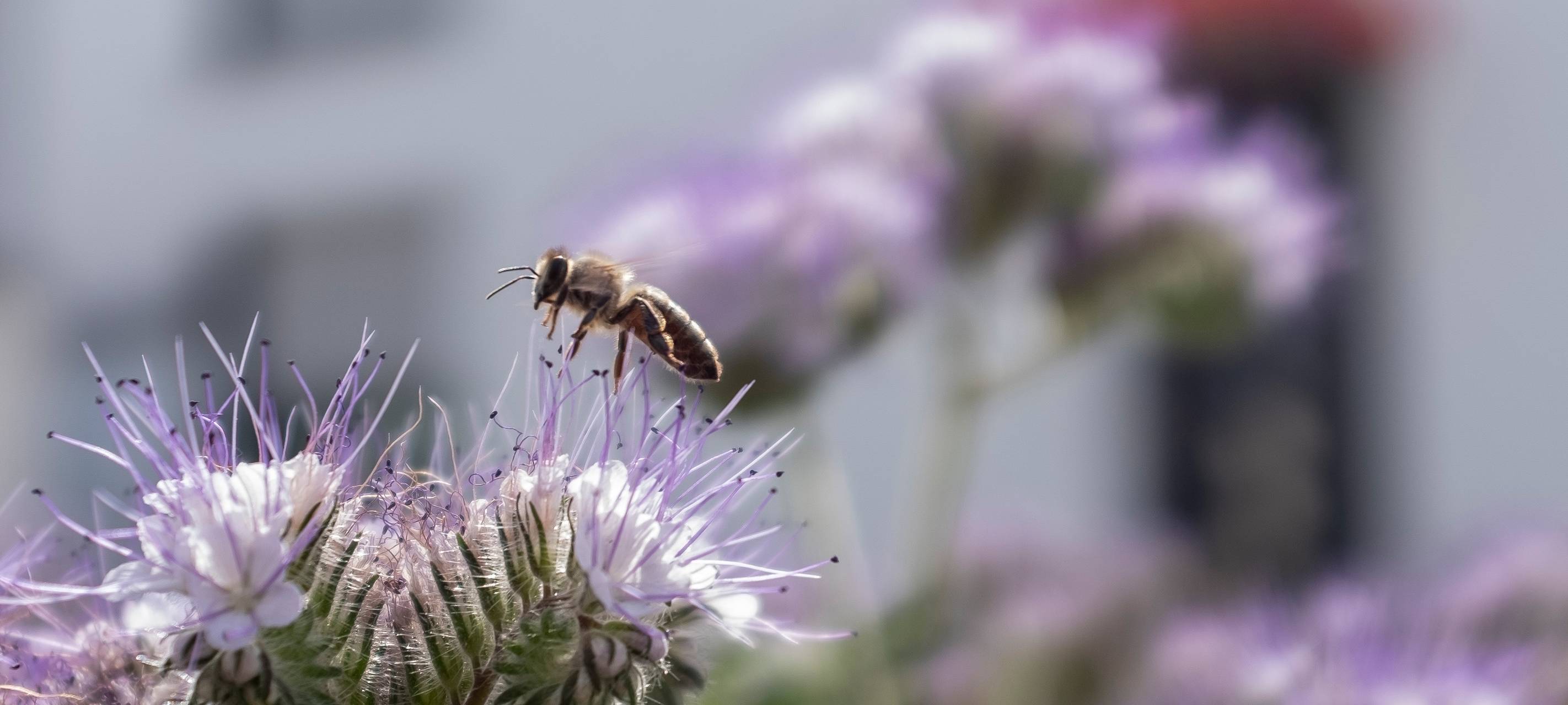 Insektensterben in Herne geht weiter