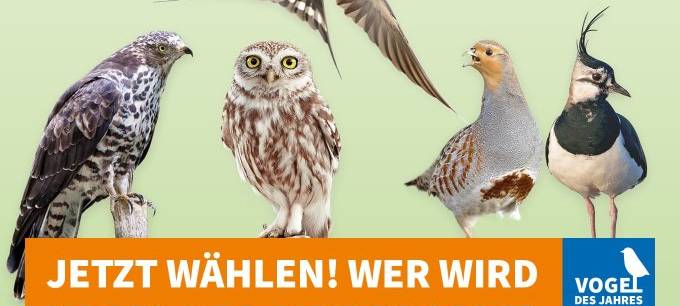 Endspurt für Wahl zum Vogel des Jahres