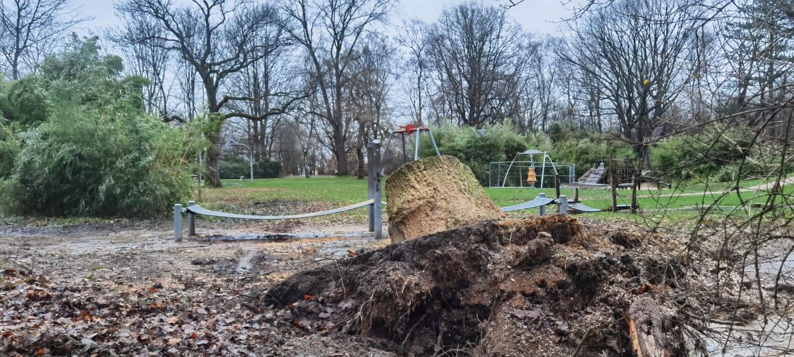 Baum im Stadtgarten umgestürzt