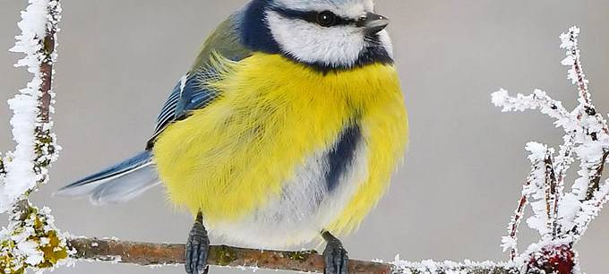 Endspurt für "Stunde der Wintervögel"