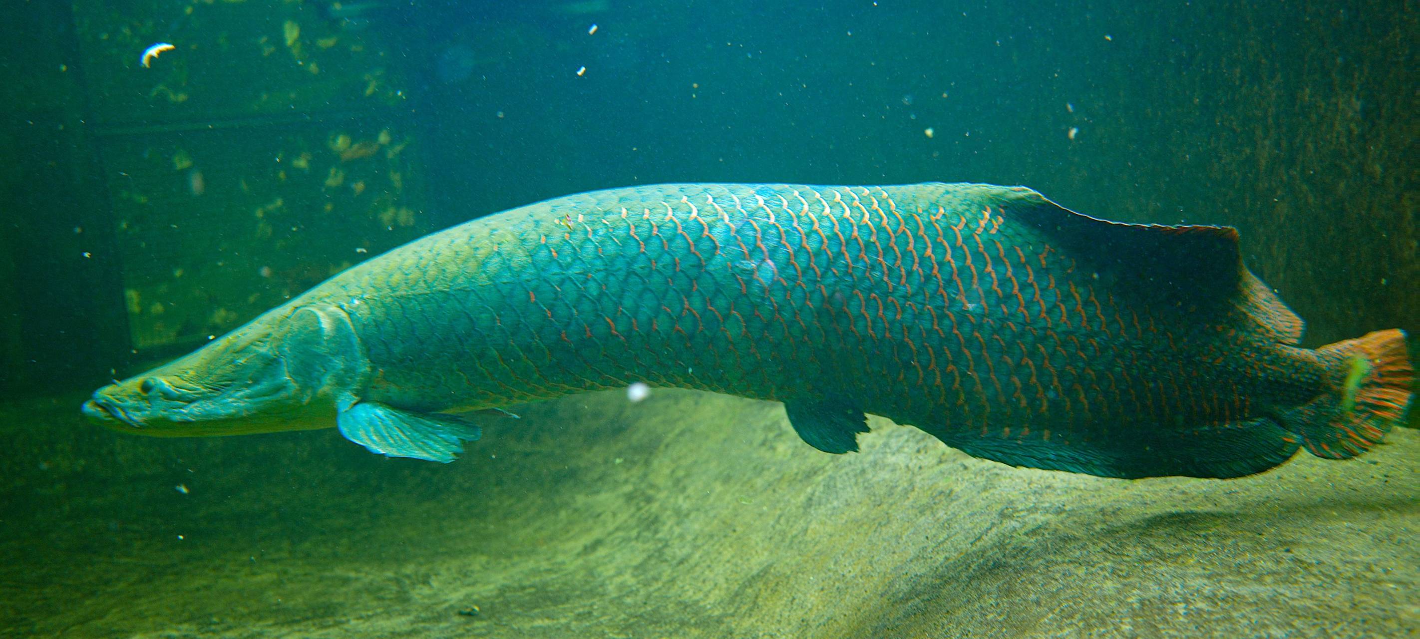 Zoo Duisburg beherbergt ab sofort seltene Raubfische