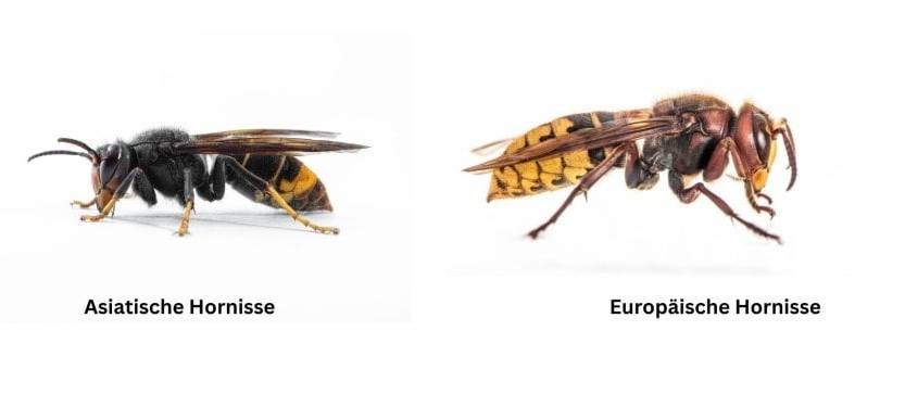Asiatische Hornisse breitet sich aus