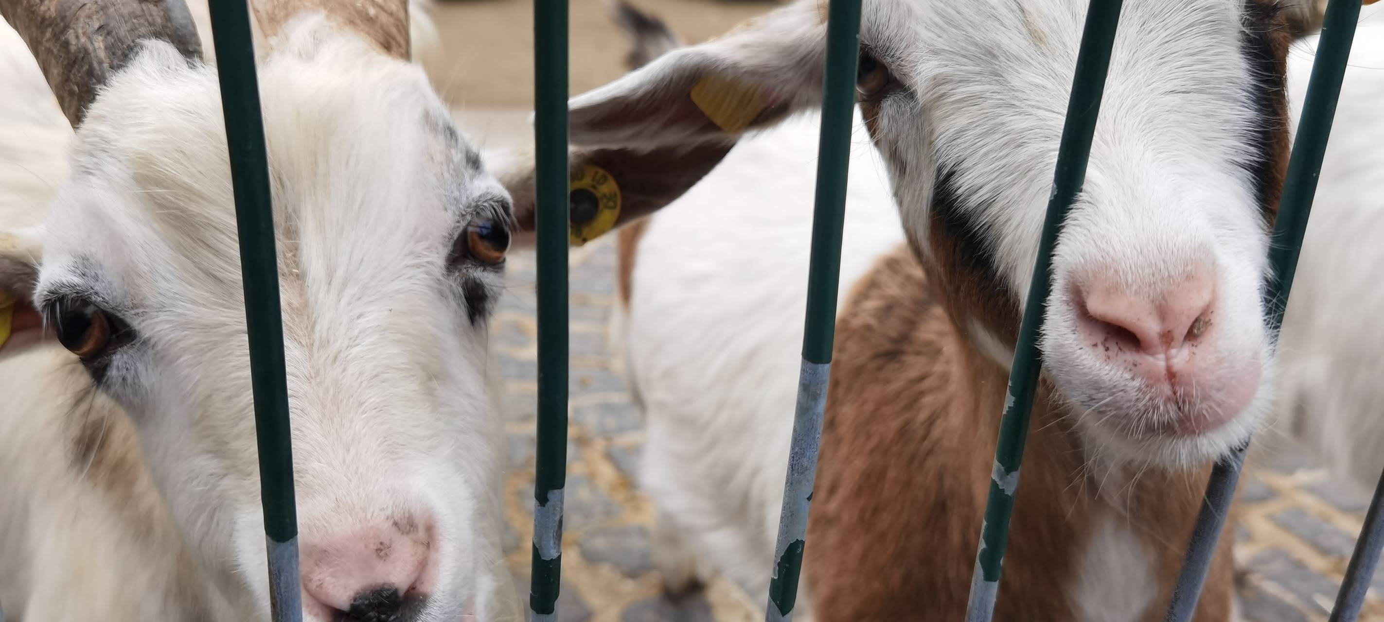 Streichelzoo in Herne im Revierpark Gysenberg wiedereröffnet