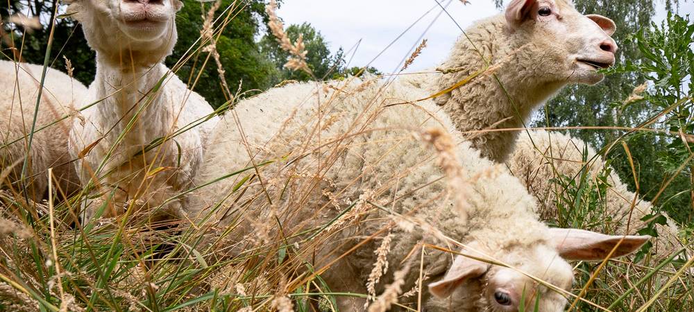 Die Schafe aus dem Minizoo Eickel sind jetzt als Rasenmäher im Königsgruber Park im Einsatz.