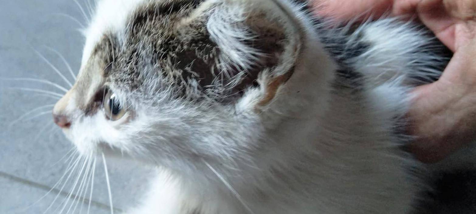 Katzenbabys in Mülltonne gefunden