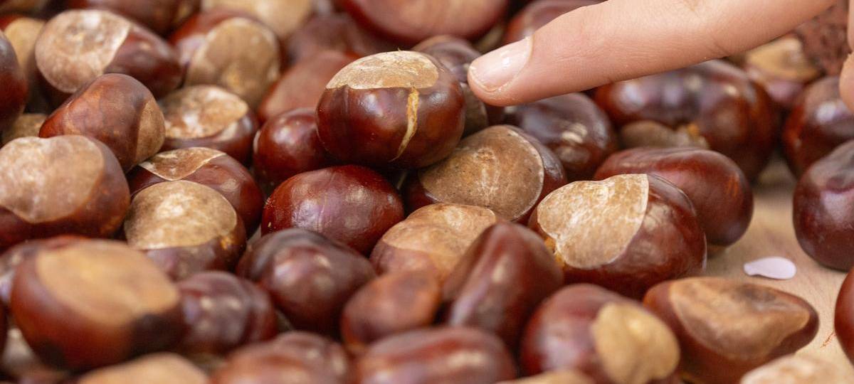 Kastanien sammeln in Herne