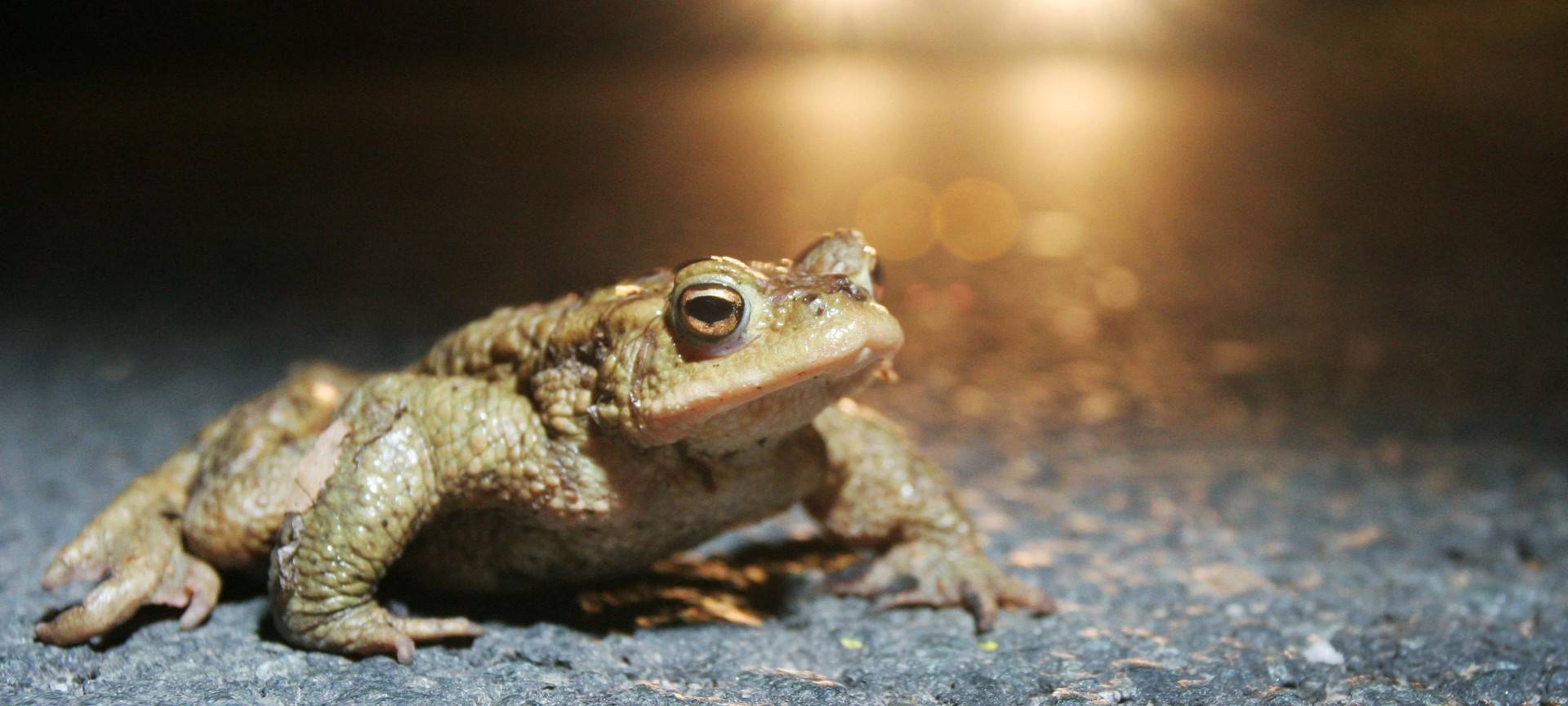 Naturschützer gesucht