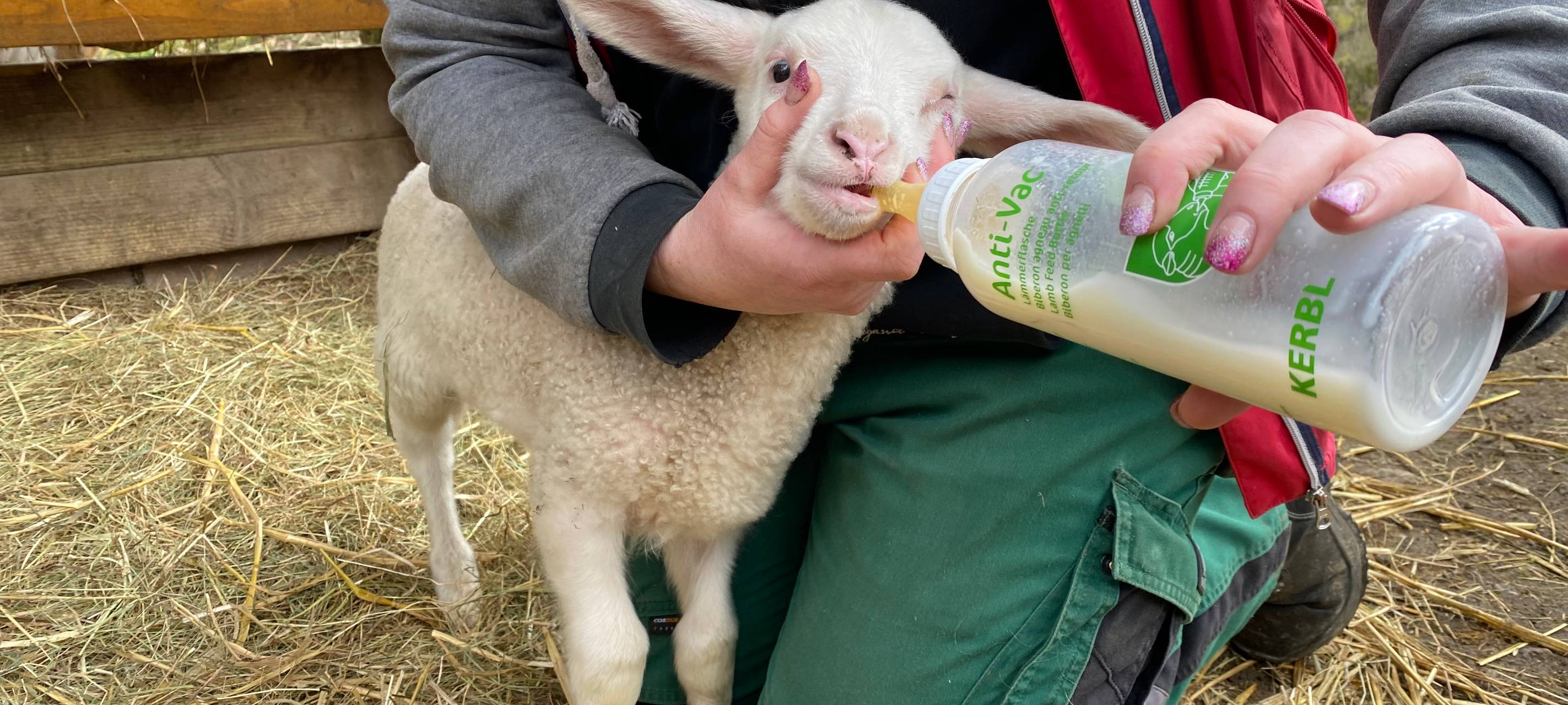 Die Lämmer im Minizoo müssen zusätzlich per Flasche gefüttert werden.