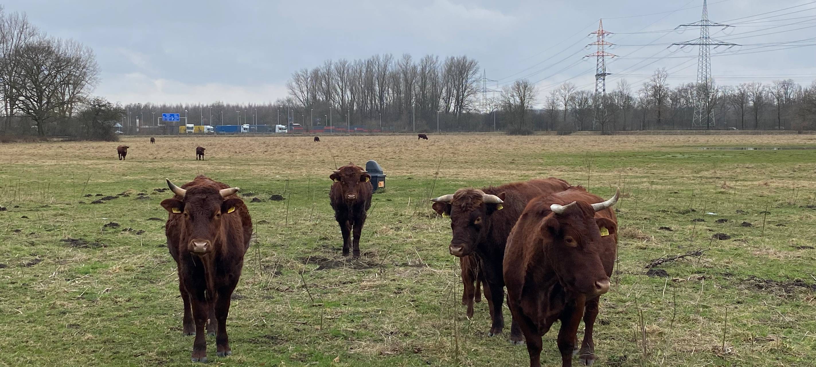 Rinder weiden ab April im Voßnacken