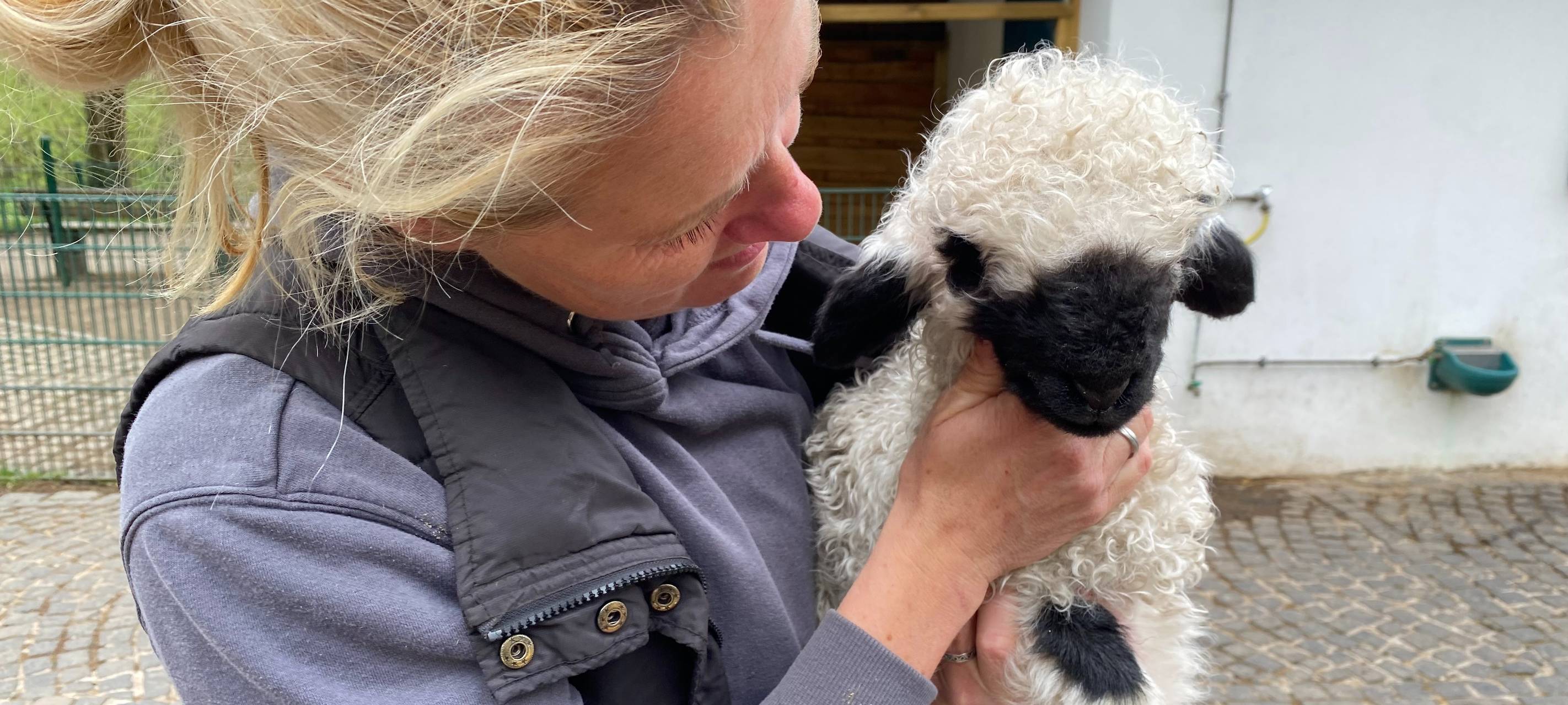 Tierpflegerin Bettina Bartmann mit einem der kleinen Walliser Schwarznasenlämmchen.