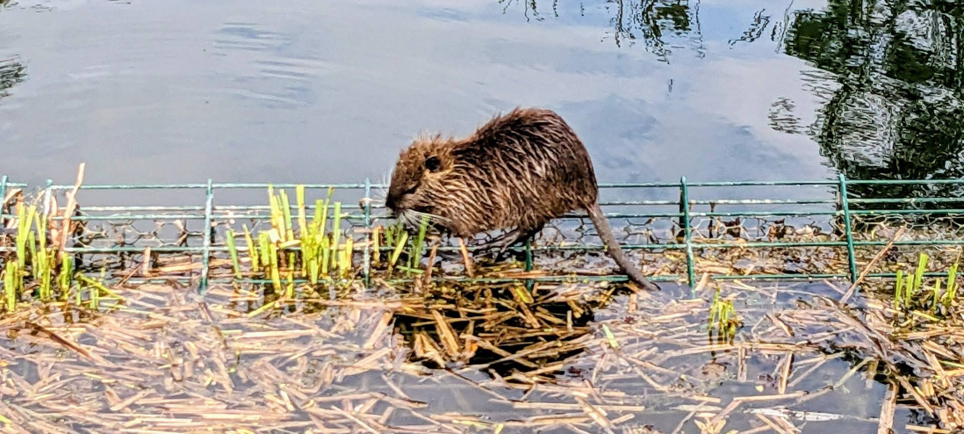 Nutrias werden zur Plage