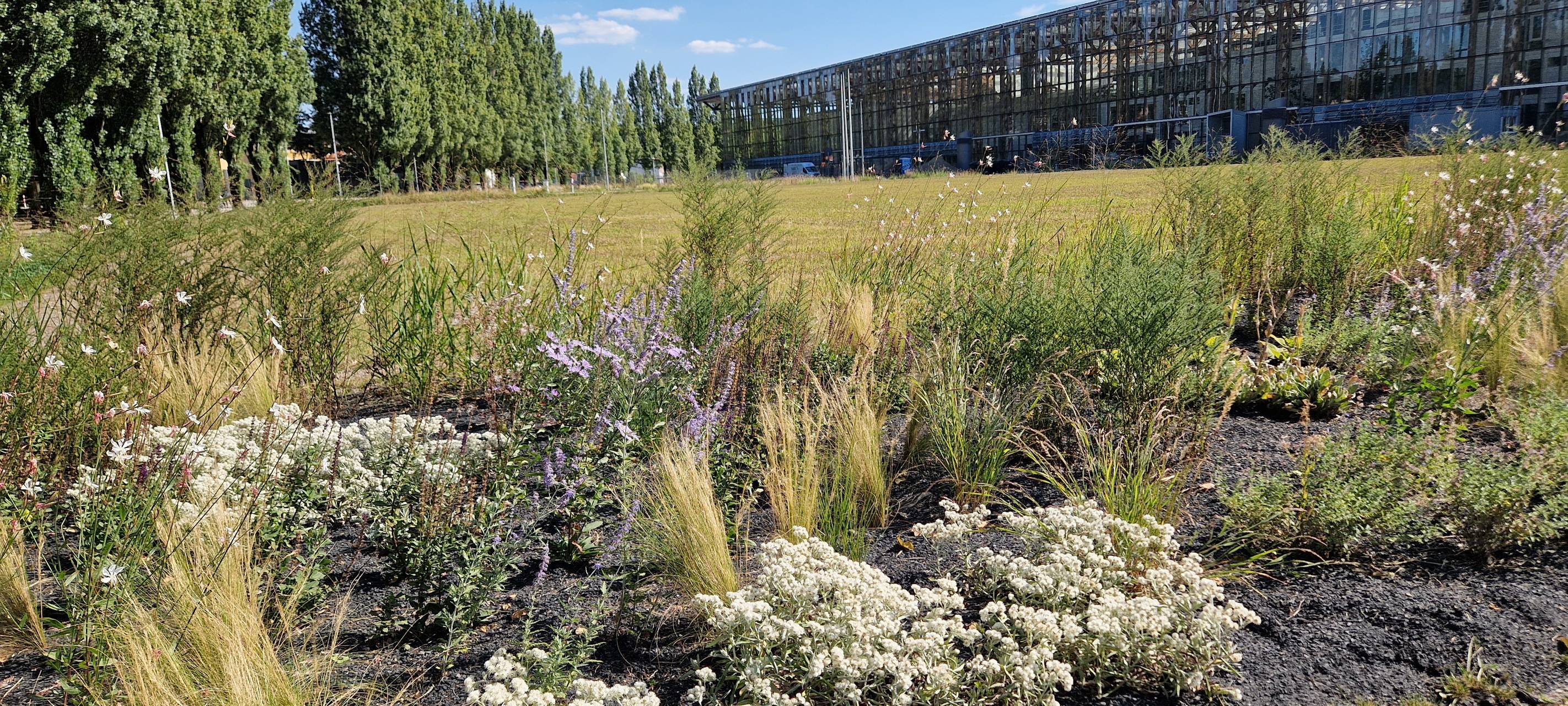 Es wird noch grüner..