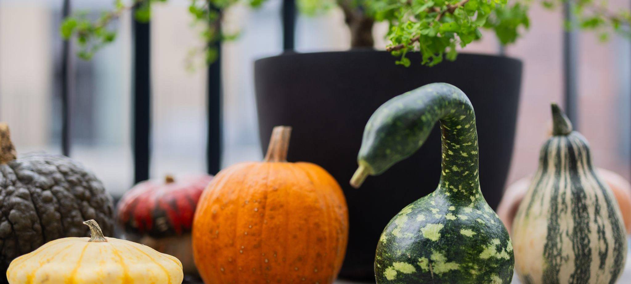 Populärer Pumpkin: Der kolossale Kürbis-Boom