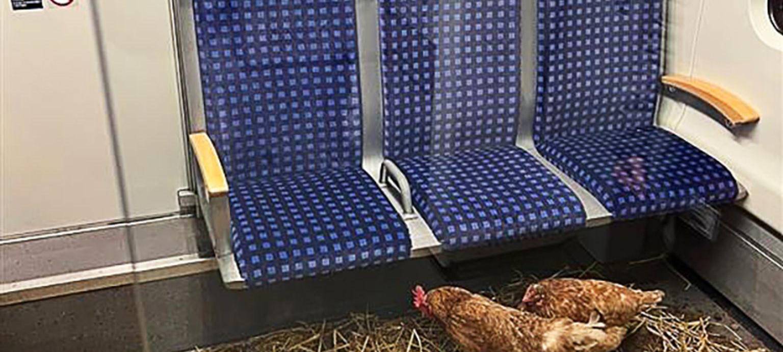 Hühner in Kölner S-Bahn zurückgelassen