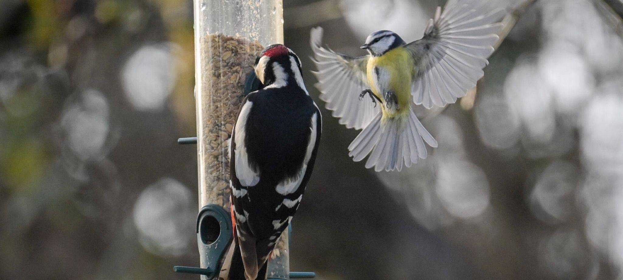Blaumeise fliegt Futterspender an, an dem ein Buntspecht sitzt