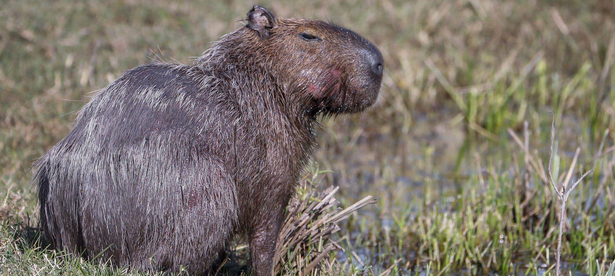 Capybara