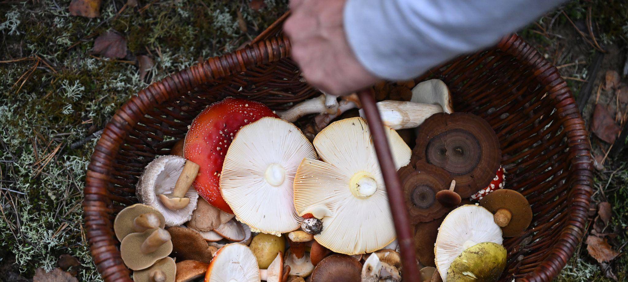 Mit einem Pilz-Influencer in den Pilzen