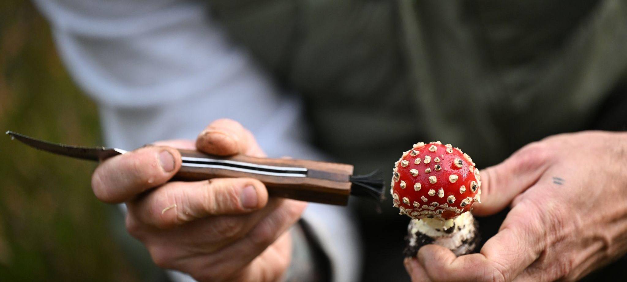 Mit einem Pilz-Influencer in den Pilzen