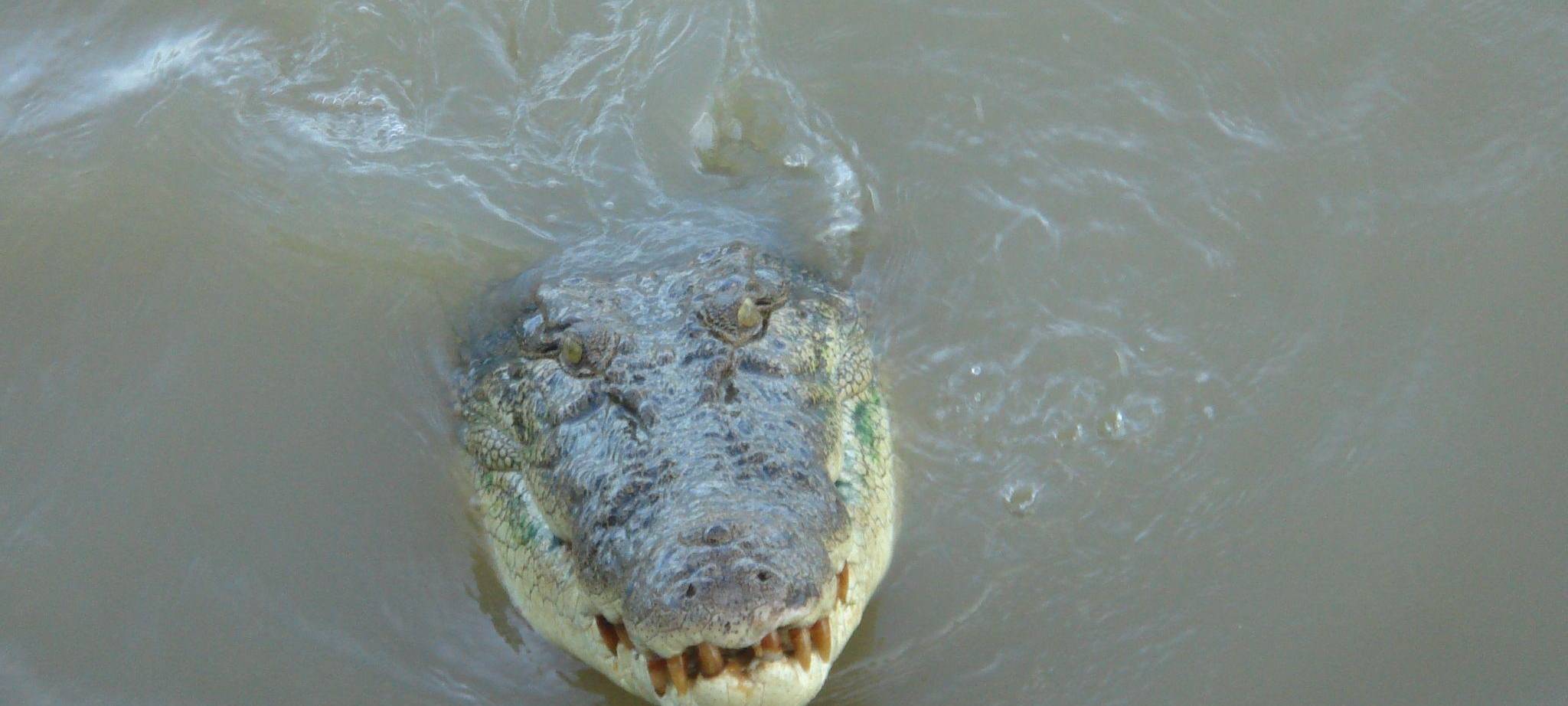 Krokodil in Australien