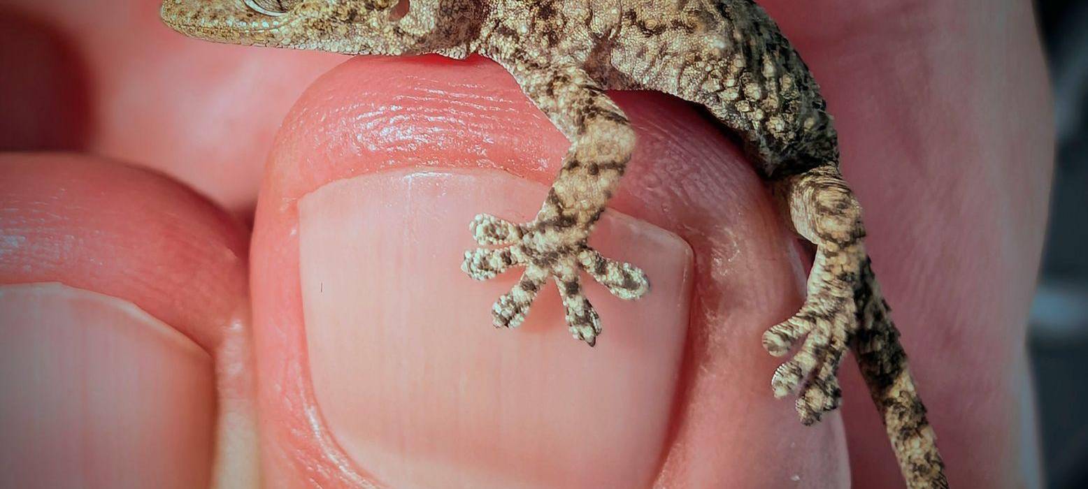 Lebender Gecko in Packung mit Rucola-Salat gefunden