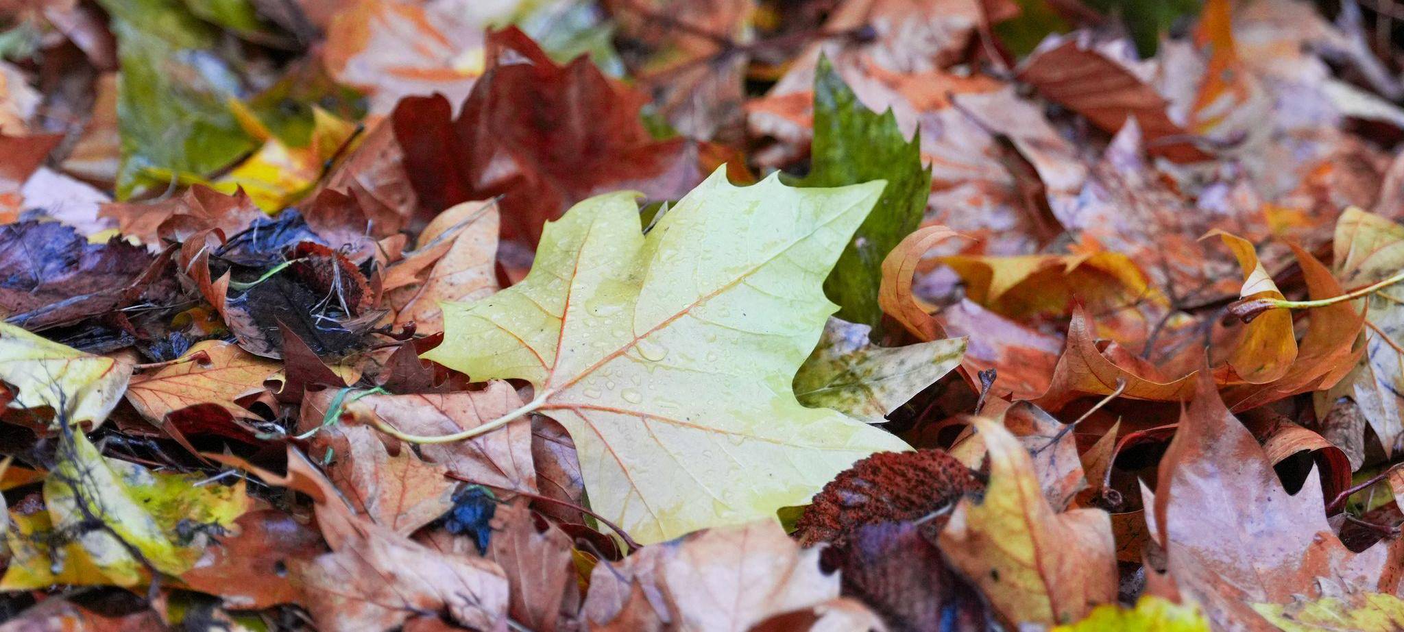 Deutscher Wetterdienst veröffentlicht die Oktober-Bilanz