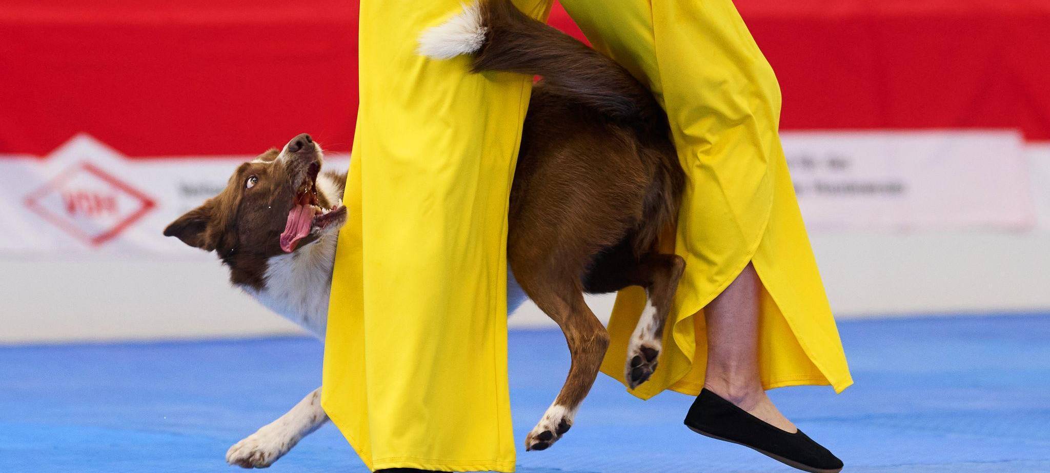 Meisterschaft im Dog Dancing auf Messe «Hund & Pferd»