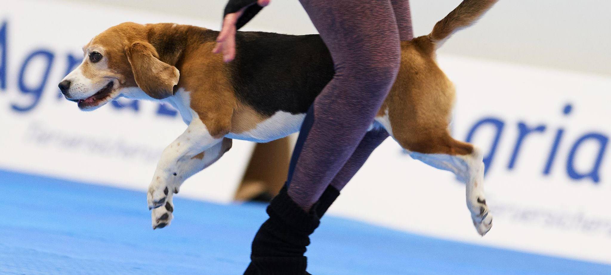 Meisterschaft im Dog Dancing auf Messe «Hund & Pferd»