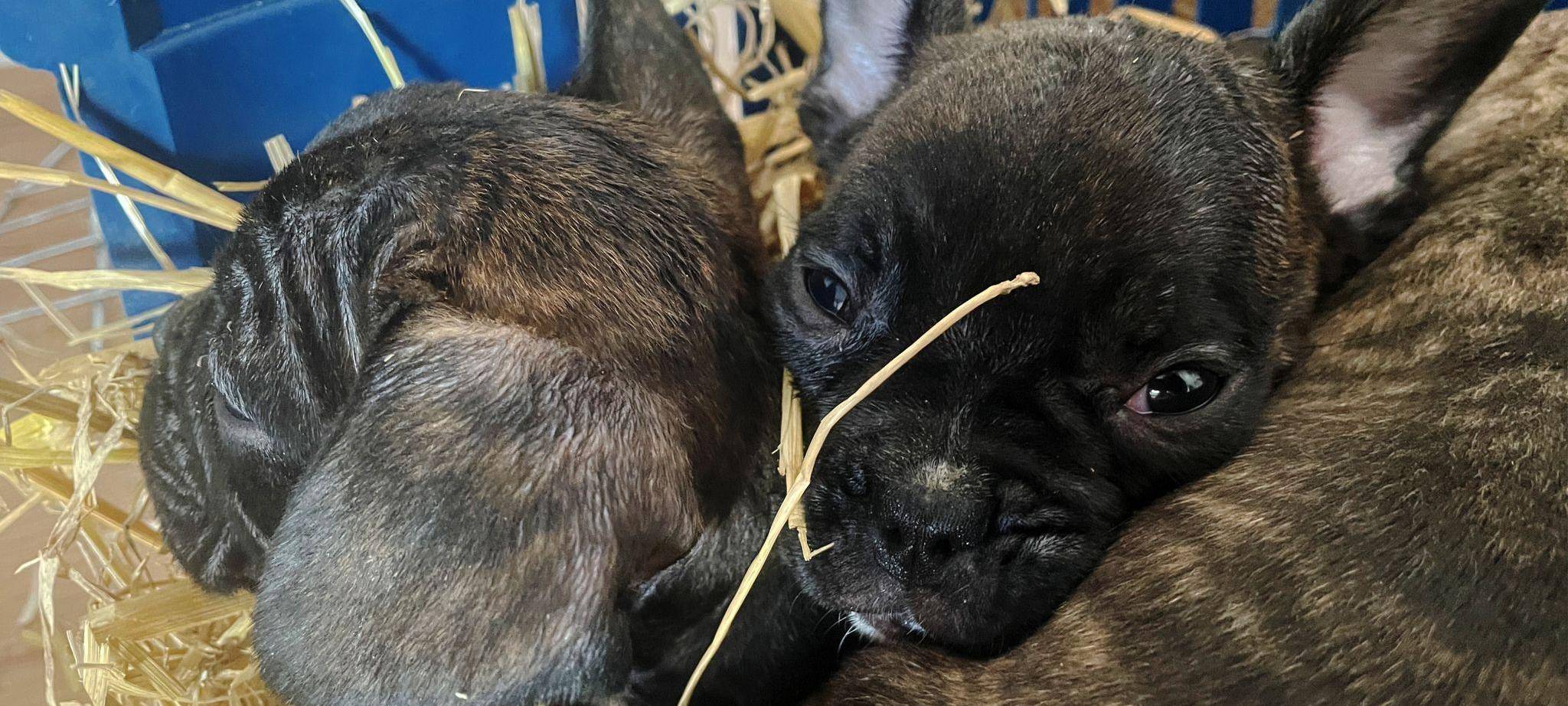 Illegaler Welpenhandel