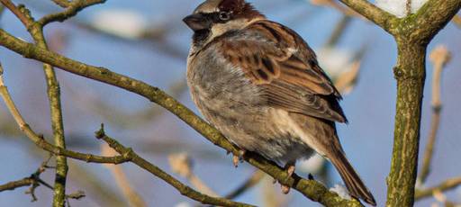 Amsel, Drossel, Fink und Star ...