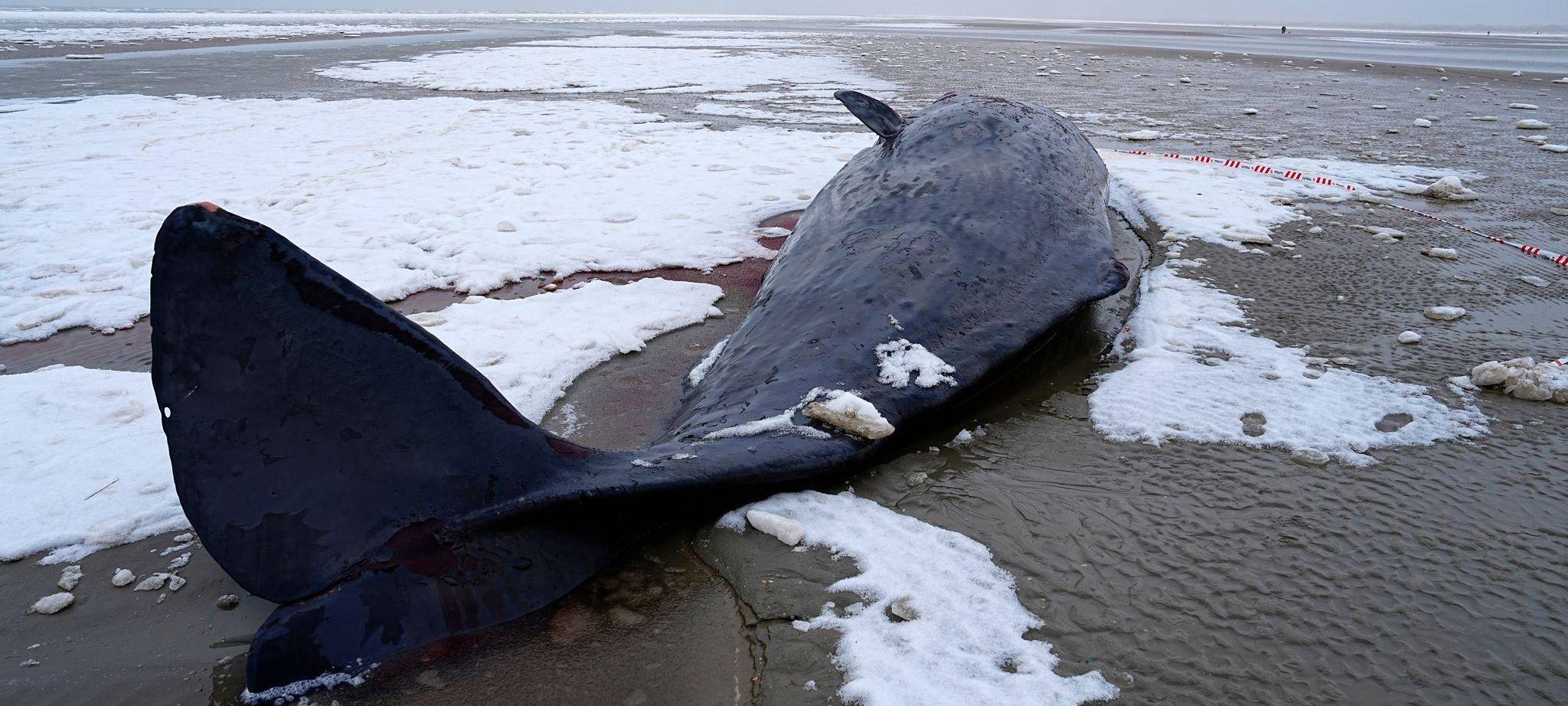Pottwal in Dänemark gestrandet