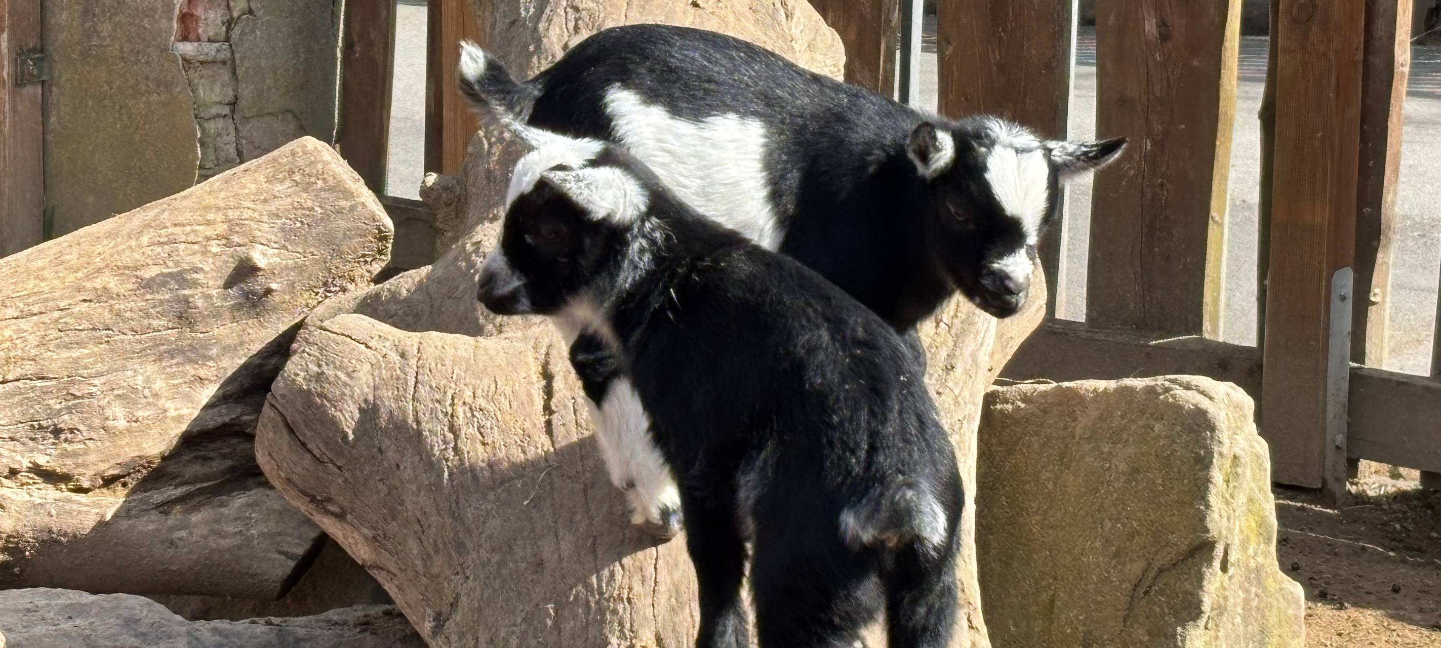 Nachwuchs im Minizoo Eickel