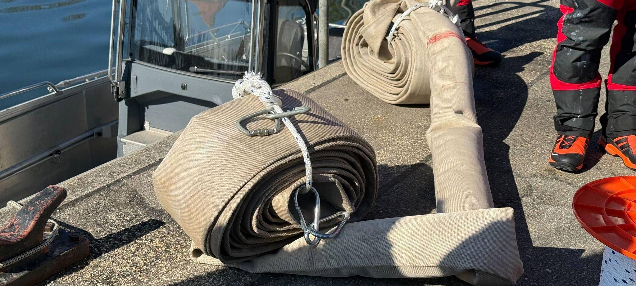 Weitere Entwicklung zum Buckelwal in der Ostsee