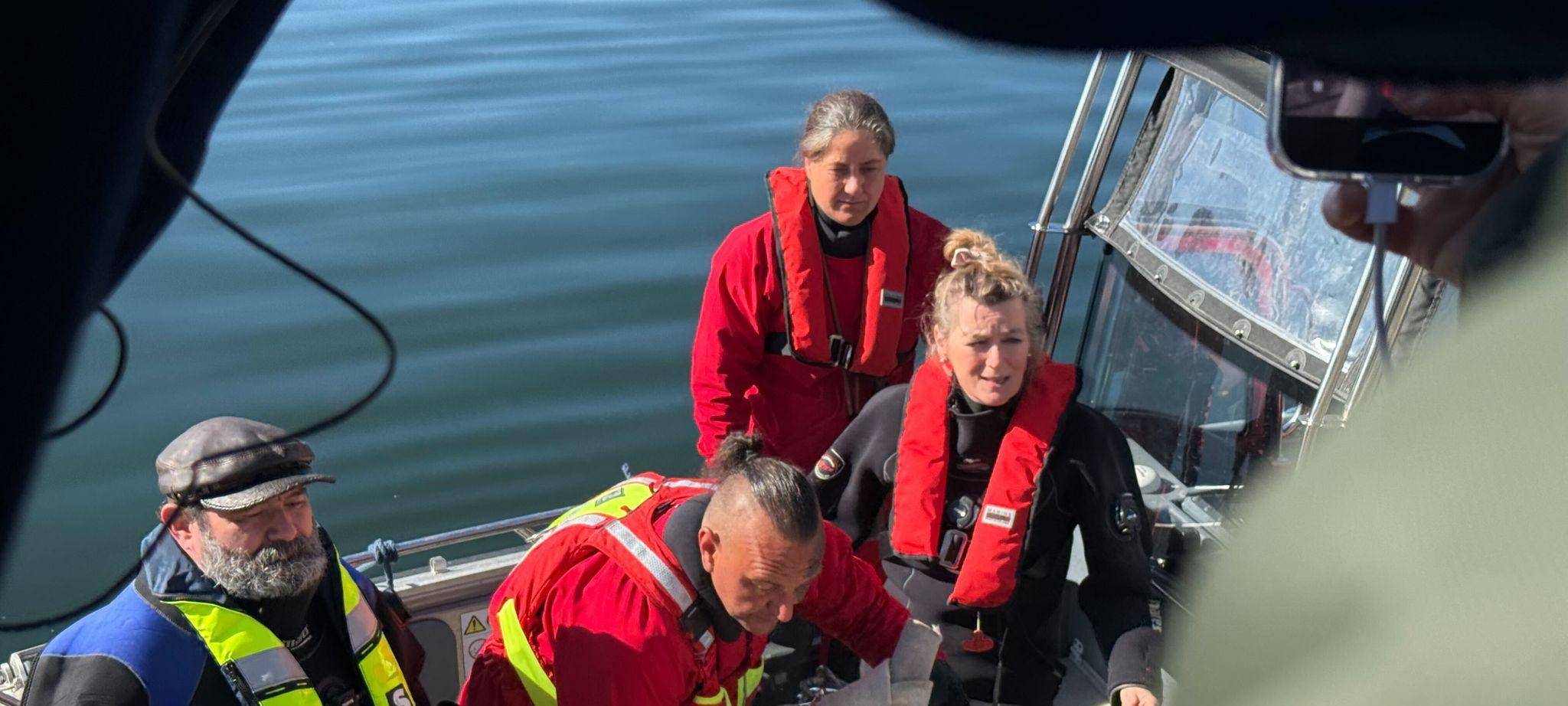 Weitere Entwicklung zum Buckelwal in der Ostsee