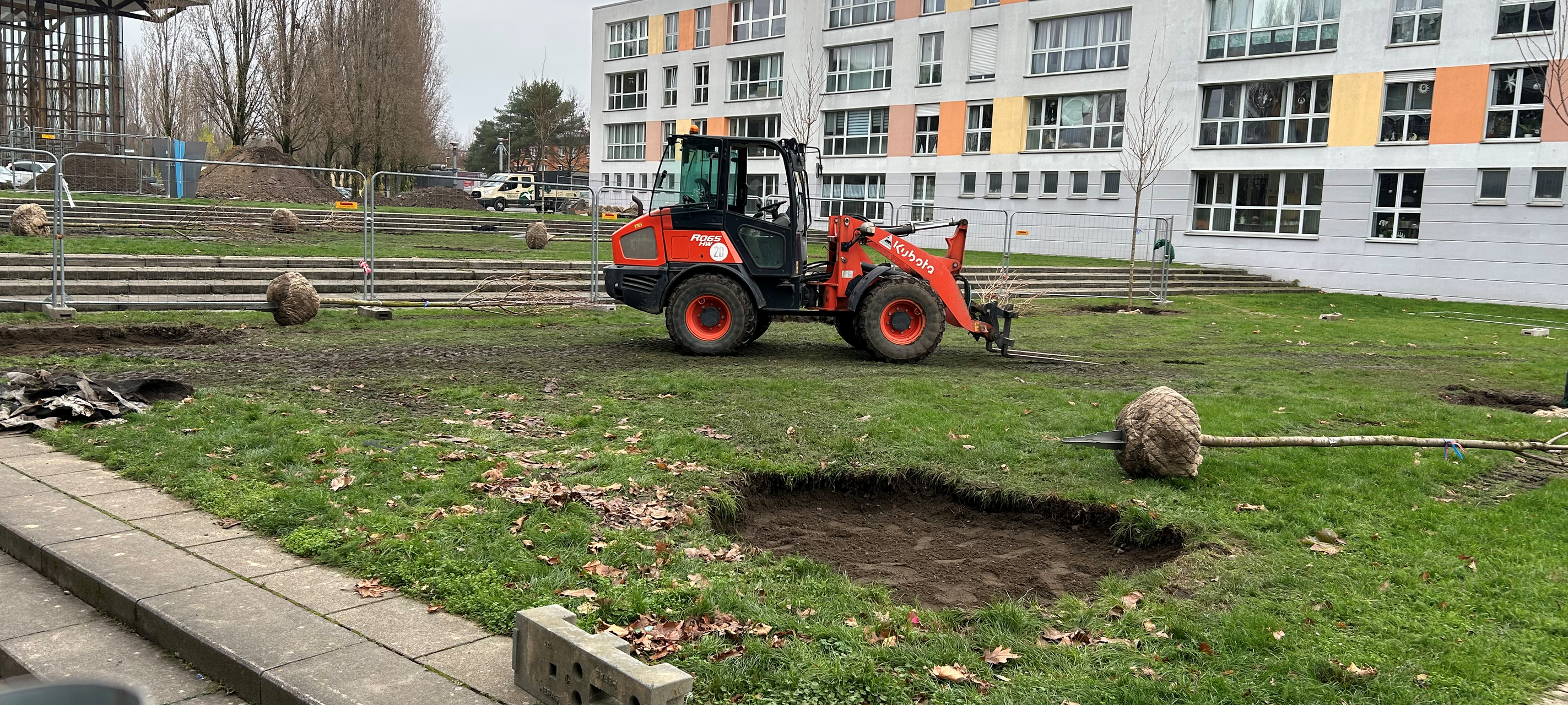 Sodinger Kirschblüte