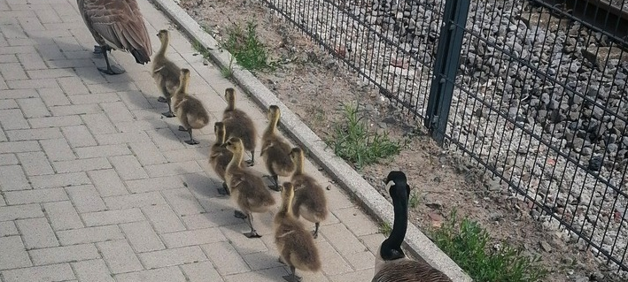 Polizist wird zur Leit-Gans